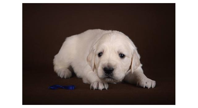 Щенки папийона (папильона) в питомнике Бон Плезир Щенки папийона (папильона) в питомнике Бон Плезир