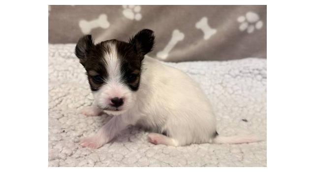 Щенки папийона (папильона) в питомнике Бон Плезир Щенки папийона (папильона) в питомнике Бон Плезир