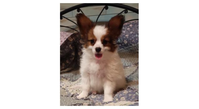 Щенки папийона (папильона) в питомнике Бон Плезир Щенки папийона (папильона) в питомнике Бон Плезир