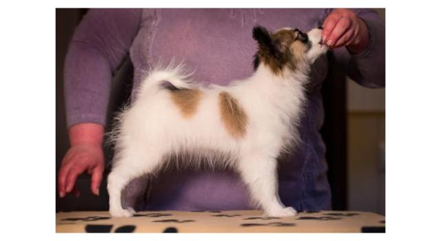 Щенки папийона (папильона) в питомнике Бон Плезир Щенки папийона (папильона) в питомнике Бон Плезир