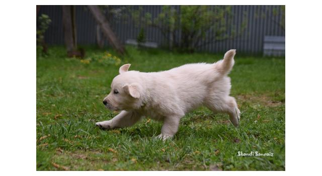 Puppies of papillon in Bon Plaisir Kennel Puppies of papillon in Bon Plaisir Kennel