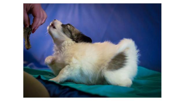 Щенки папийона (папильона) в питомнике Бон Плезир Щенки папийона (папильона) в питомнике Бон Плезир