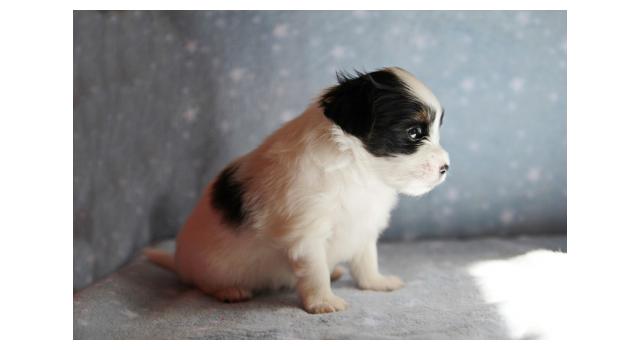 Щенки папийона (папильона) в питомнике Бон Плезир Щенки папийона (папильона) в питомнике Бон Плезир