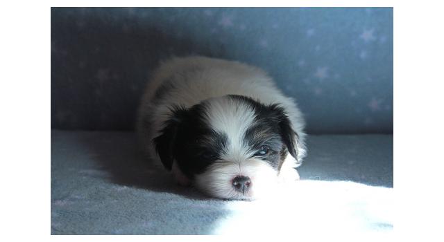 Щенки папийона (папильона) в питомнике Бон Плезир Щенки папийона (папильона) в питомнике Бон Плезир