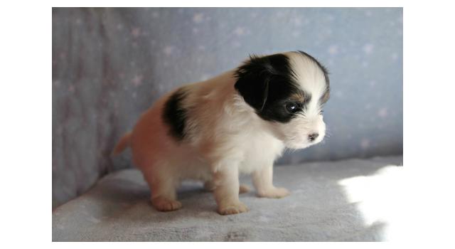 Щенки папийона (папильона) в питомнике Бон Плезир Щенки папийона (папильона) в питомнике Бон Плезир