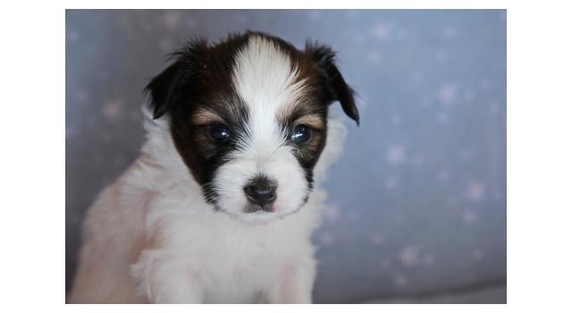Щенки папийона (папильона) в питомнике Бон Плезир Щенки папийона (папильона) в питомнике Бон Плезир