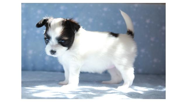 Щенки папийона (папильона) в питомнике Бон Плезир Щенки папийона (папильона) в питомнике Бон Плезир