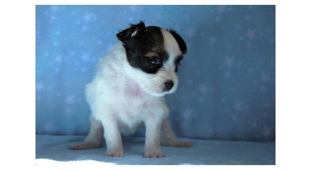 Щенки папийона (папильона) в питомнике Бон Плезир Щенки папийона (папильона) в питомнике Бон Плезир