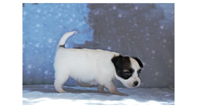 Щенки папийона (папильона) в питомнике Бон Плезир Щенки папийона (папильона) в питомнике Бон Плезир