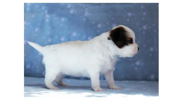 Щенки папийона (папильона) в питомнике Бон Плезир Щенки папийона (папильона) в питомнике Бон Плезир