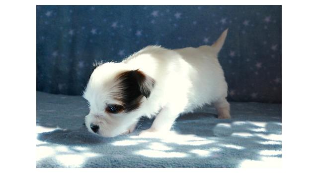 Щенки папийона (папильона) в питомнике Бон Плезир Щенки папийона (папильона) в питомнике Бон Плезир