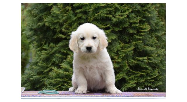 Puppies of papillon in Bon Plaisir Kennel Puppies of papillon in Bon Plaisir Kennel