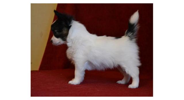 Щенки папийона (папильона) в питомнике Бон Плезир Щенки папийона (папильона) в питомнике Бон Плезир