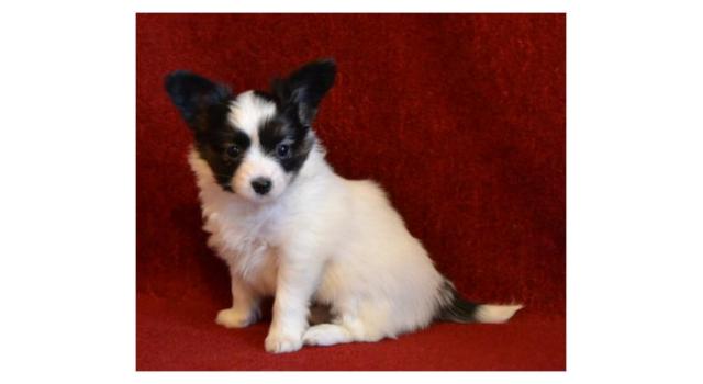 Щенки папийона (папильона) в питомнике Бон Плезир Щенки папийона (папильона) в питомнике Бон Плезир