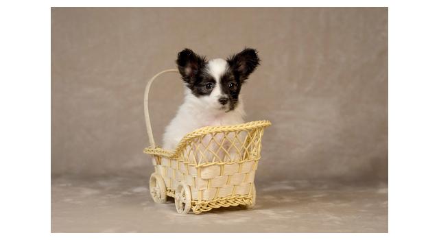 Щенки папийона (папильона) в питомнике Бон Плезир Щенки папийона (папильона) в питомнике Бон Плезир