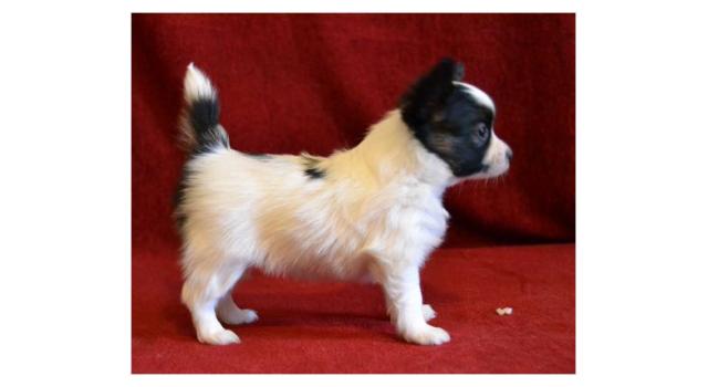 Щенки папийона (папильона) в питомнике Бон Плезир Щенки папийона (папильона) в питомнике Бон Плезир