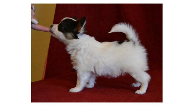 Щенки папийона (папильона) в питомнике Бон Плезир Щенки папийона (папильона) в питомнике Бон Плезир