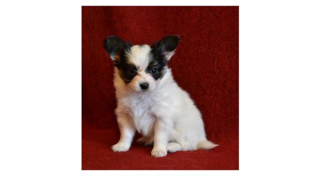 Щенки папийона (папильона) в питомнике Бон Плезир Щенки папийона (папильона) в питомнике Бон Плезир