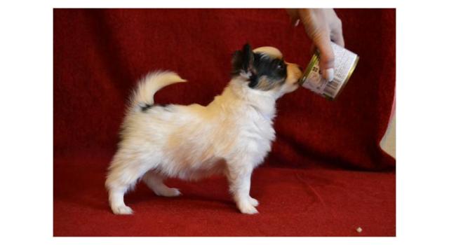 Щенки папийона (папильона) в питомнике Бон Плезир Щенки папийона (папильона) в питомнике Бон Плезир