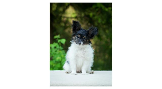 Puppies of papillon in Bon Plaisir Kennel Puppies of papillon in Bon Plaisir Kennel