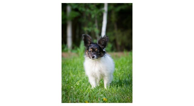 Puppies of papillon in Bon Plaisir Kennel Puppies of papillon in Bon Plaisir Kennel