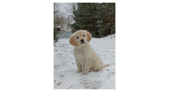 Щенки папийона (папильона) в питомнике Бон Плезир Щенки папийона (папильона) в питомнике Бон Плезир