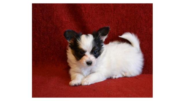 Щенки папийона (папильона) в питомнике Бон Плезир Щенки папийона (папильона) в питомнике Бон Плезир