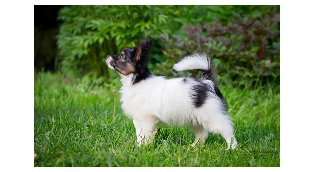 Puppies of papillon in Bon Plaisir Kennel Puppies of papillon in Bon Plaisir Kennel