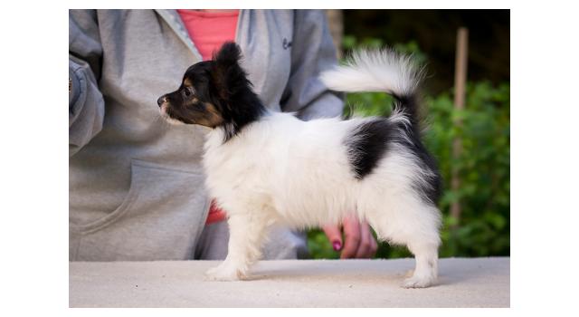 Puppies of papillon in Bon Plaisir Kennel Puppies of papillon in Bon Plaisir Kennel
