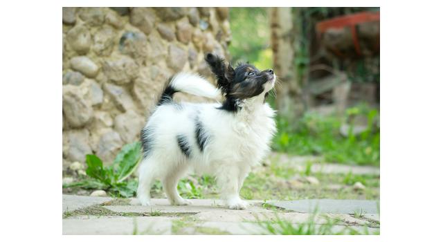 Puppies of papillon in Bon Plaisir Kennel Puppies of papillon in Bon Plaisir Kennel