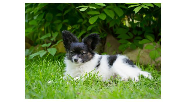 Puppies of papillon in Bon Plaisir Kennel Puppies of papillon in Bon Plaisir Kennel