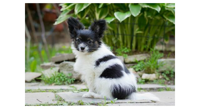 Puppies of papillon in Bon Plaisir Kennel Puppies of papillon in Bon Plaisir Kennel
