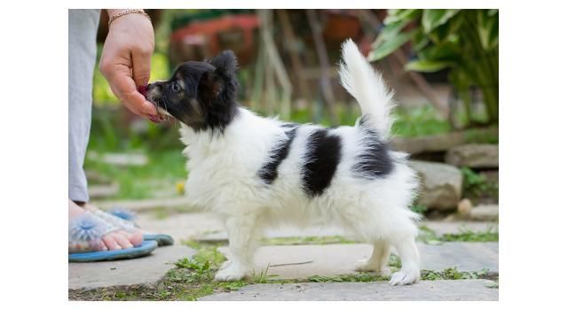 Puppies of papillon in Bon Plaisir Kennel Puppies of papillon in Bon Plaisir Kennel