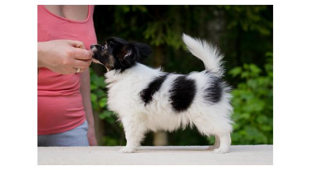 Puppies of papillon in Bon Plaisir Kennel Puppies of papillon in Bon Plaisir Kennel