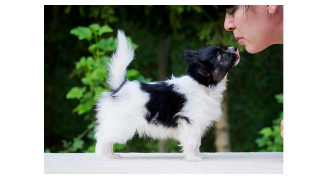 Puppies of papillon in Bon Plaisir Kennel Puppies of papillon in Bon Plaisir Kennel