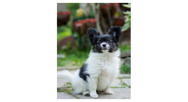 Puppies of papillon in Bon Plaisir Kennel Puppies of papillon in Bon Plaisir Kennel