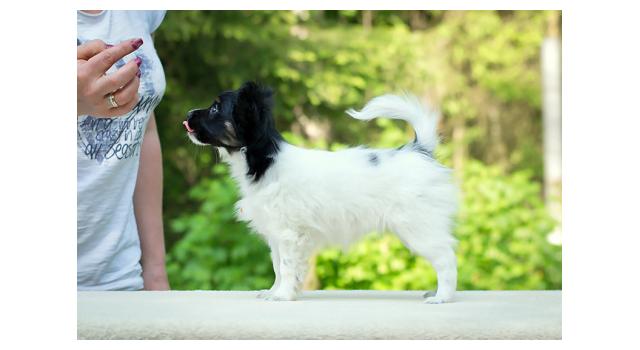 Puppies of papillon in Bon Plaisir Kennel Puppies of papillon in Bon Plaisir Kennel
