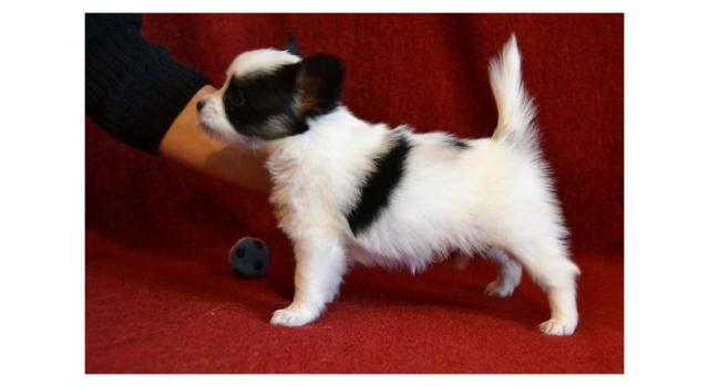 Щенки папийона (папильона) в питомнике Бон Плезир Щенки папийона (папильона) в питомнике Бон Плезир