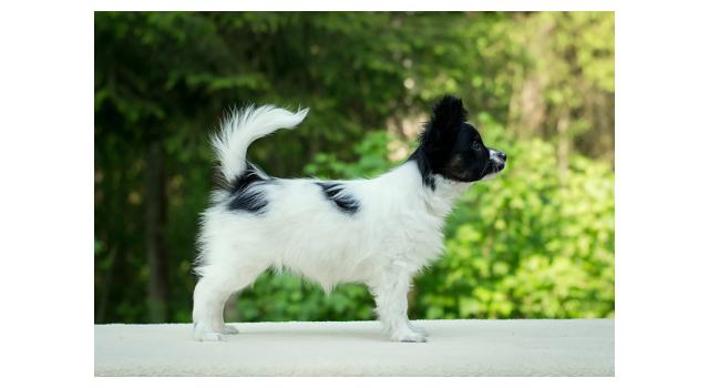 Puppies of papillon in Bon Plaisir Kennel Puppies of papillon in Bon Plaisir Kennel