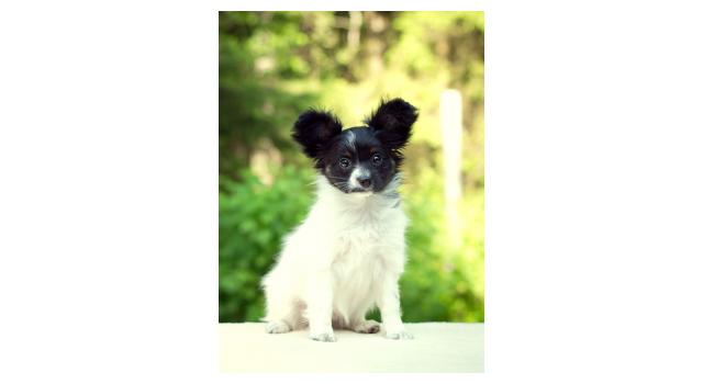 Puppies of papillon in Bon Plaisir Kennel Puppies of papillon in Bon Plaisir Kennel