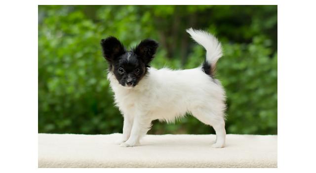 Puppies of papillon in Bon Plaisir Kennel Puppies of papillon in Bon Plaisir Kennel