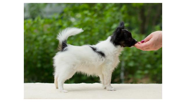 Puppies of papillon in Bon Plaisir Kennel Puppies of papillon in Bon Plaisir Kennel
