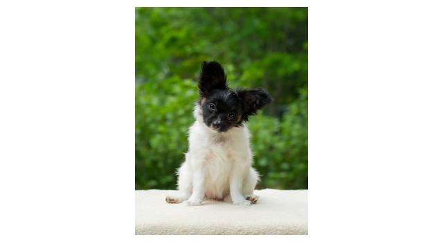 Puppies of papillon in Bon Plaisir Kennel Puppies of papillon in Bon Plaisir Kennel