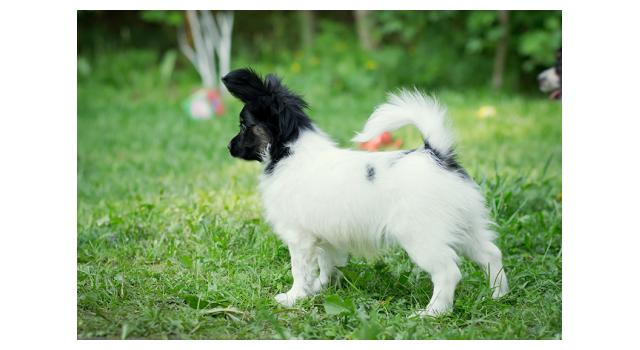 Puppies of papillon in Bon Plaisir Kennel Puppies of papillon in Bon Plaisir Kennel