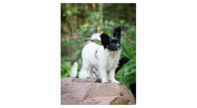 Puppies of papillon in Bon Plaisir Kennel Puppies of papillon in Bon Plaisir Kennel