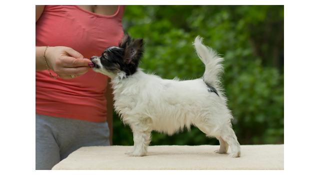 Puppies of papillon in Bon Plaisir Kennel Puppies of papillon in Bon Plaisir Kennel