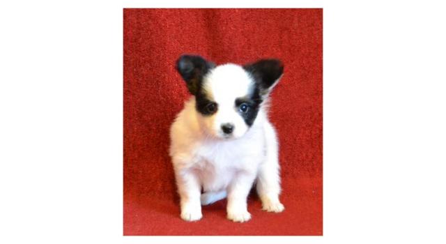 Щенки папийона (папильона) в питомнике Бон Плезир Щенки папийона (папильона) в питомнике Бон Плезир