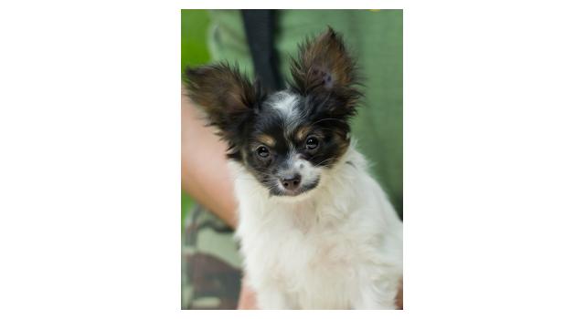 Puppies of papillon in Bon Plaisir Kennel Puppies of papillon in Bon Plaisir Kennel