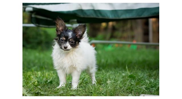Puppies of papillon in Bon Plaisir Kennel Puppies of papillon in Bon Plaisir Kennel