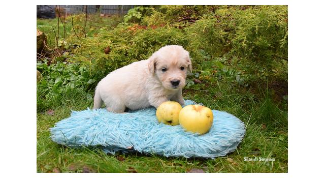 Щенки папийона (папильона) в питомнике Бон Плезир Щенки папийона (папильона) в питомнике Бон Плезир